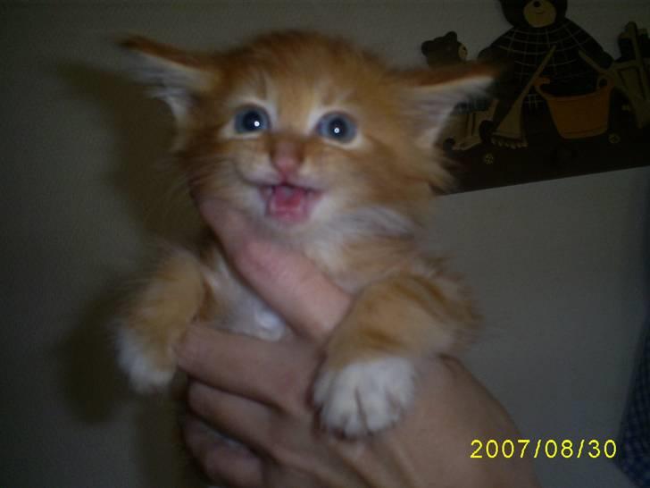 Maine Coon Goliath-Carlos  billede 5