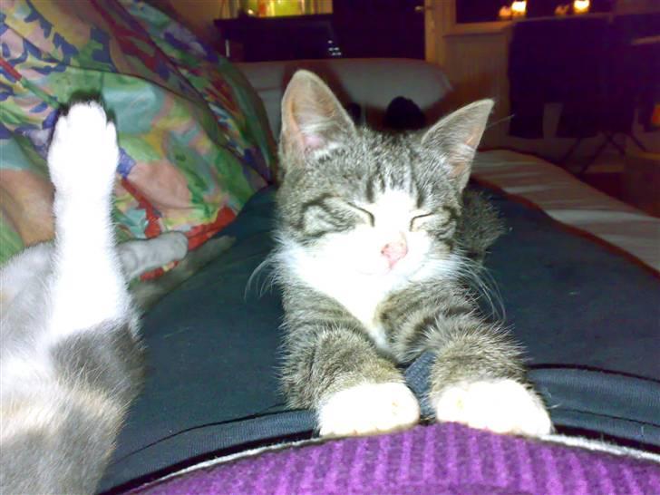 Huskat Buddha billede 1