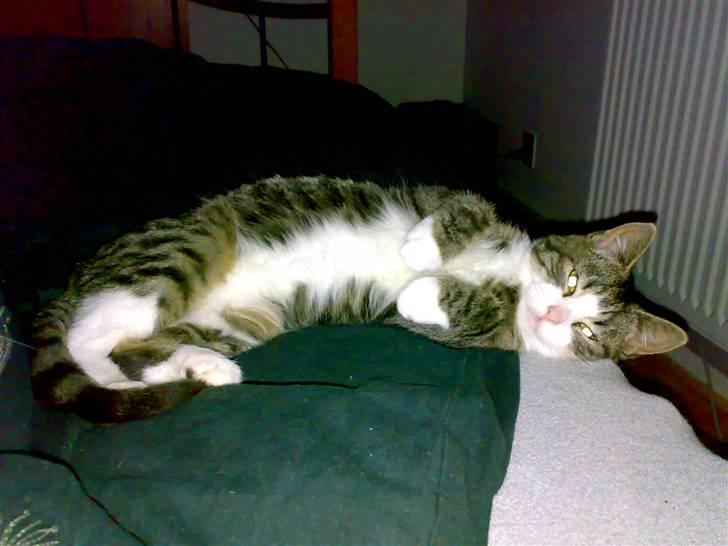 Huskat Buddha billede 2