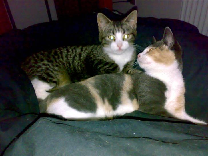 Huskat Buddha billede 3