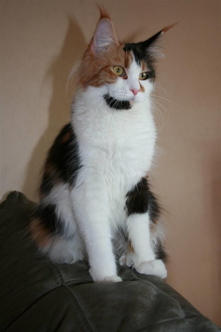 Maine Coon Løve Hulen´s Sunrise billede 1