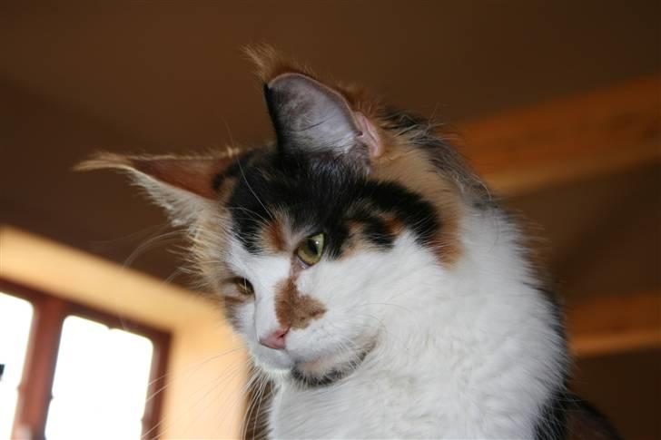 Maine Coon Løve Hulen´s Sunrise billede 2