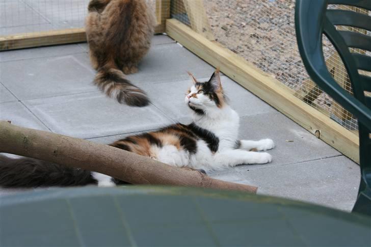 Maine Coon Løve Hulen´s Sunrise billede 3