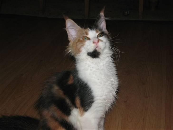 Maine Coon Løve Hulen´s Sunrise billede 4