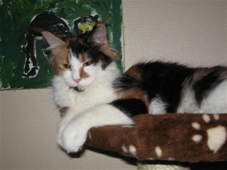 Maine Coon Løve Hulen´s Sunrise billede 5