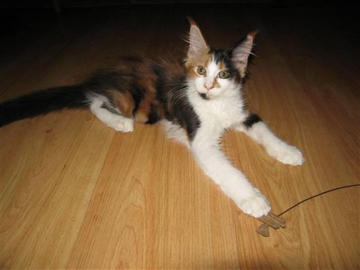 Maine Coon Løve Hulen´s Sunrise billede 6