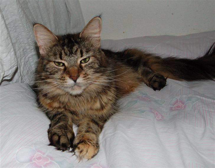 Maine Coon Kafra's Cassie  billede 1