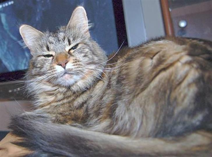 Maine Coon Kafra's Cassie  billede 2