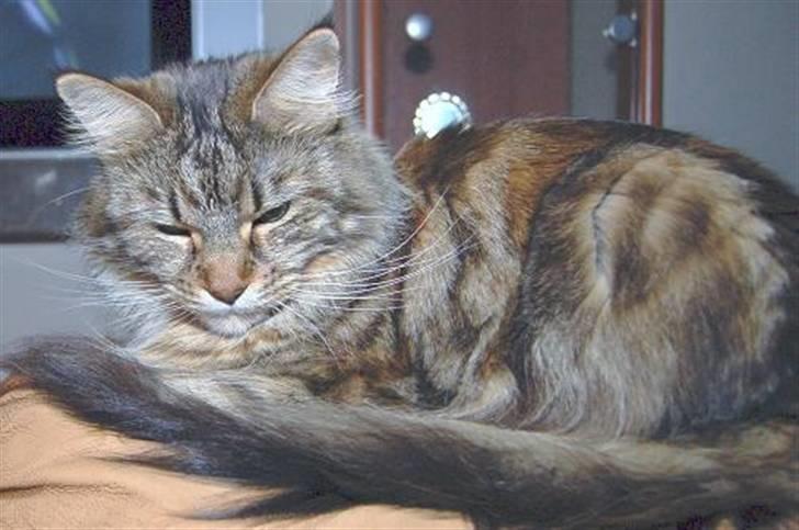 Maine Coon Kafra's Cassie  billede 3