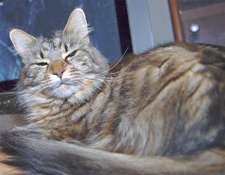 Maine Coon Kafra's Cassie  billede 4