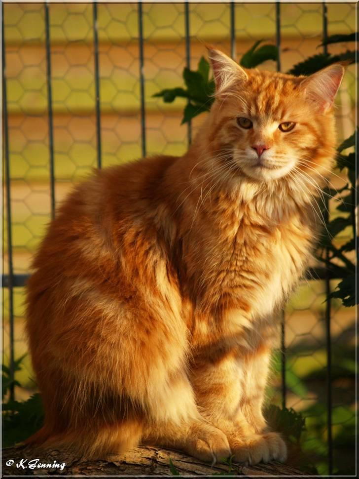 Maine Coon CH M.S. v3-Linden-Brunnen billede 3