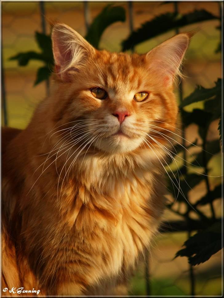 Maine Coon CH M.S. v3-Linden-Brunnen billede 4