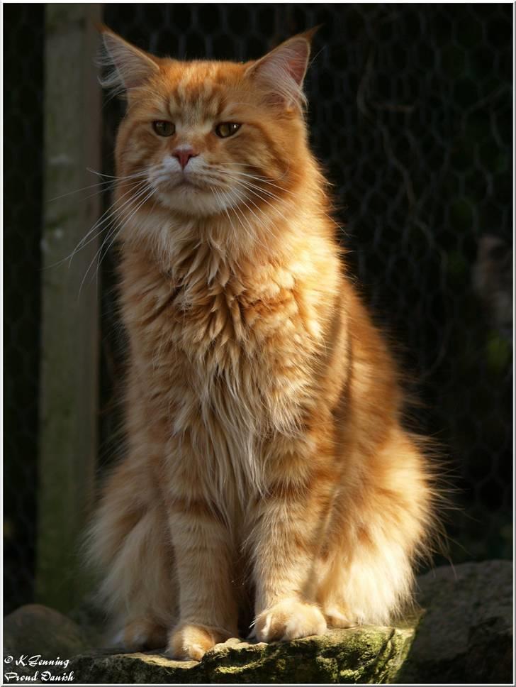 Maine Coon CH M.S. v3-Linden-Brunnen - 2 år billede 5