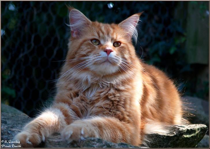 Maine Coon CH M.S. v3-Linden-Brunnen billede 6