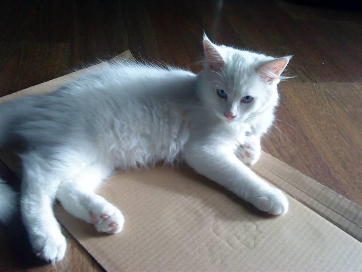 Maine Coon Snebold R.I.P 31/12/11 billede 7