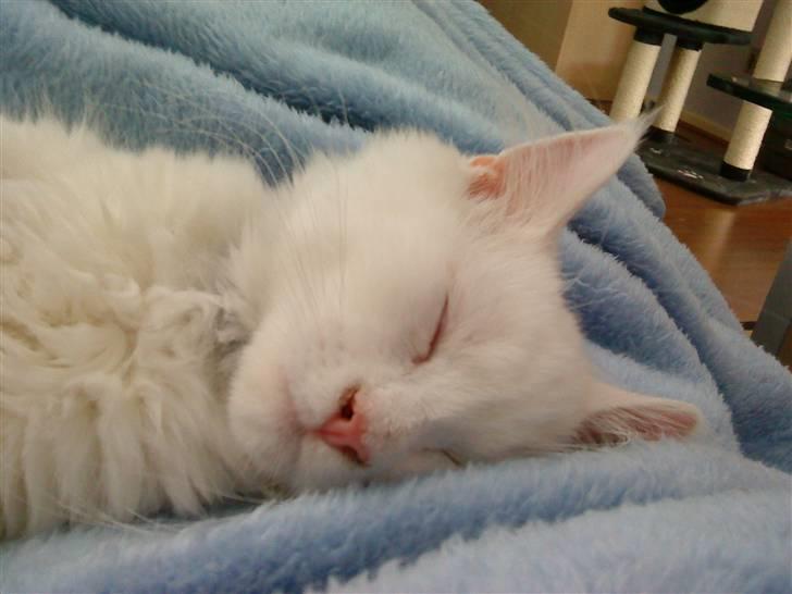 Maine Coon Snebold R.I.P 31/12/11 billede 8