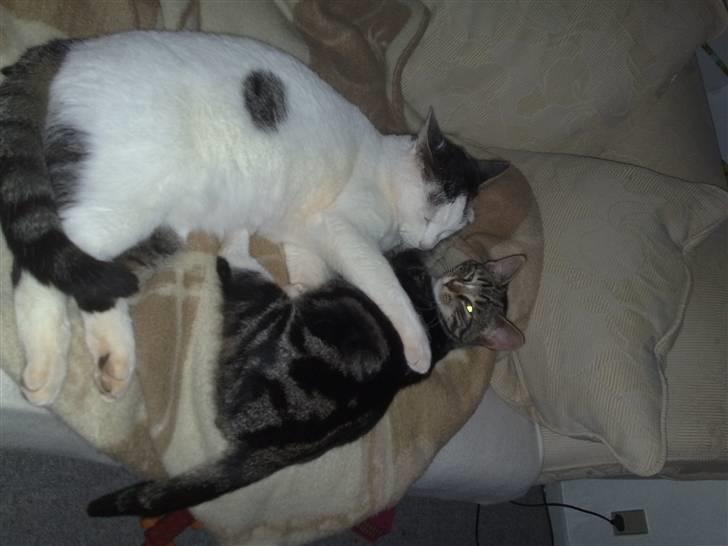 Huskat Plet billede 10