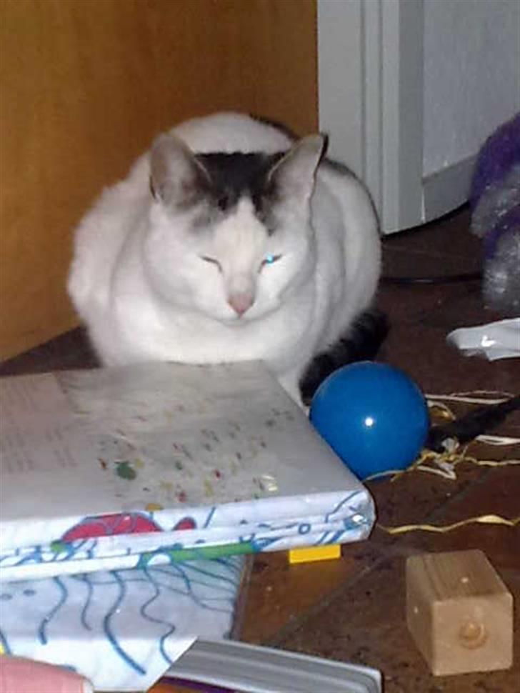 Huskat Plet billede 11