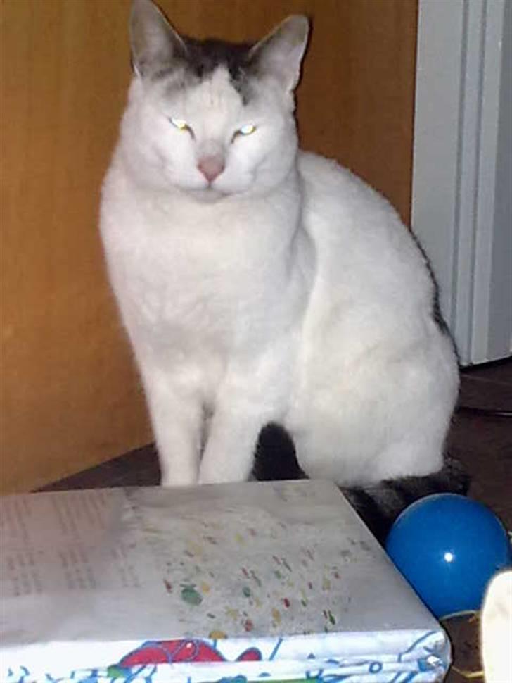 Huskat Plet billede 12