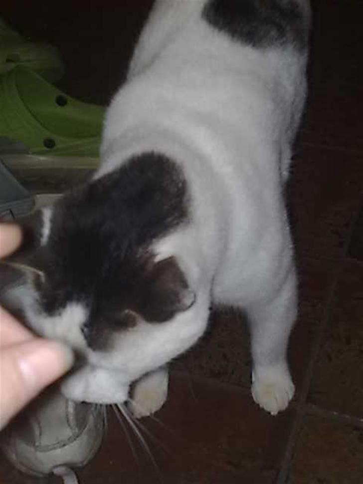 Huskat Plet billede 13