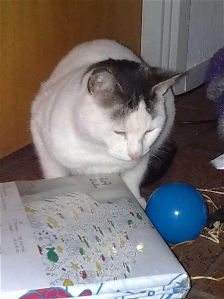 Huskat Plet billede 14