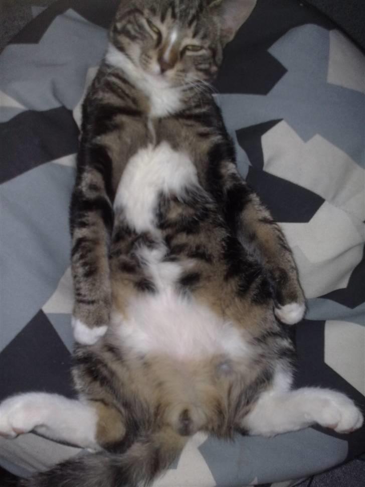 Huskat Balou - Er jeg virkelig en han kat..??? billede 8