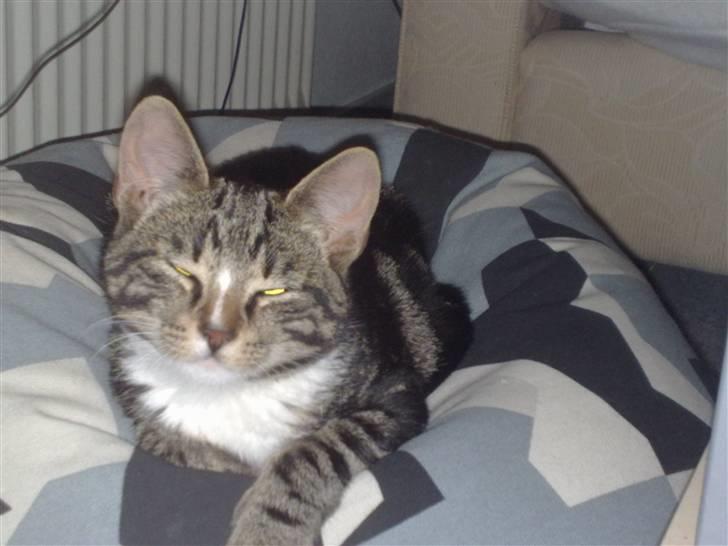 Huskat Balou billede 9