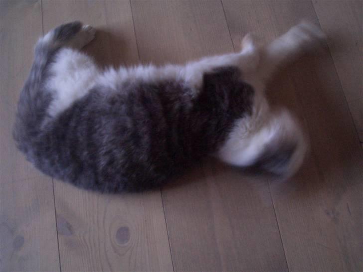 Blanding af racer Snefnug - Ruller sig!? Sweet<3 billede 10