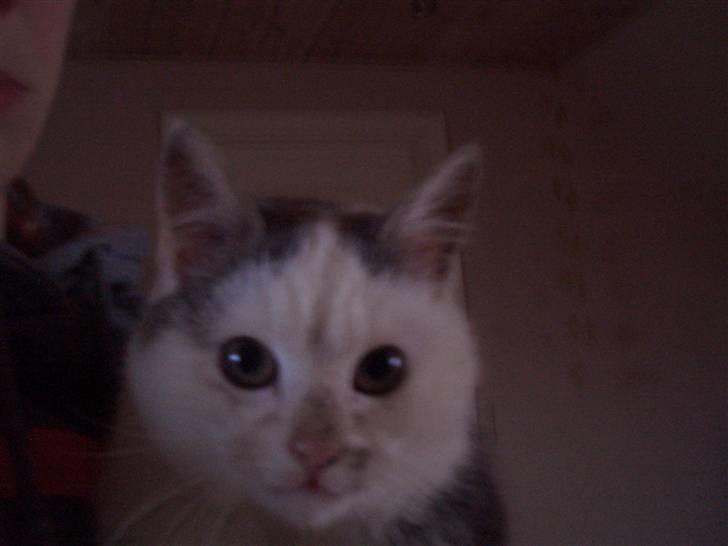 Blanding af racer Snefnug - Gemte sig under sengen!? <33 IL U billede 11