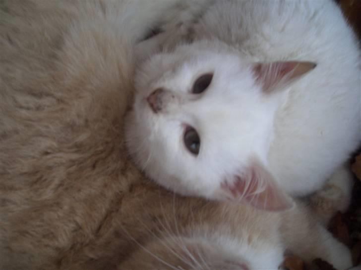 Blanding af racer Snebold - Hei<33 billede 9