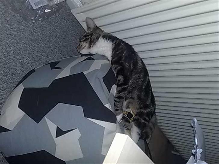 Huskat Balou billede 10