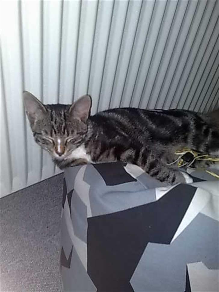 Huskat Balou billede 11