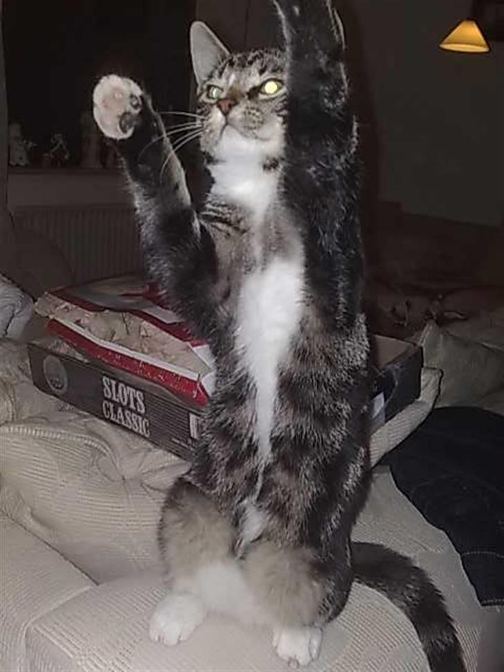 Huskat Balou billede 12