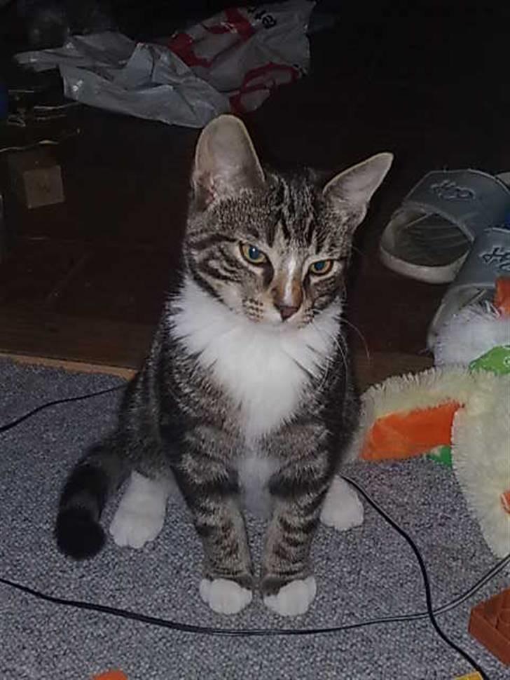 Huskat Balou billede 13