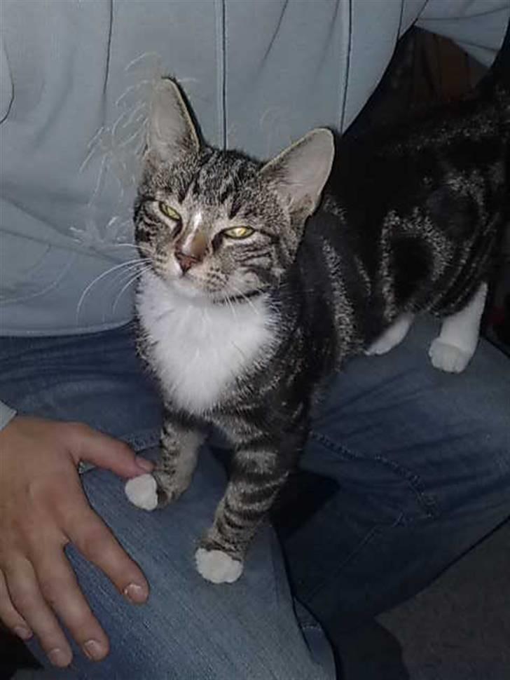 Huskat Balou billede 14