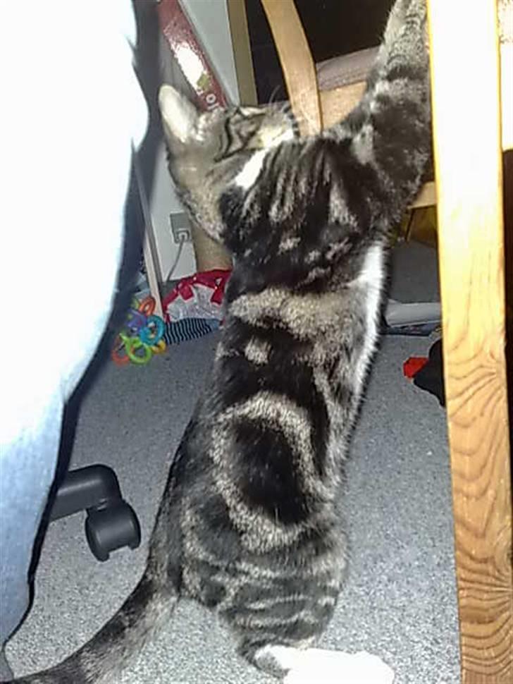 Huskat Balou billede 15