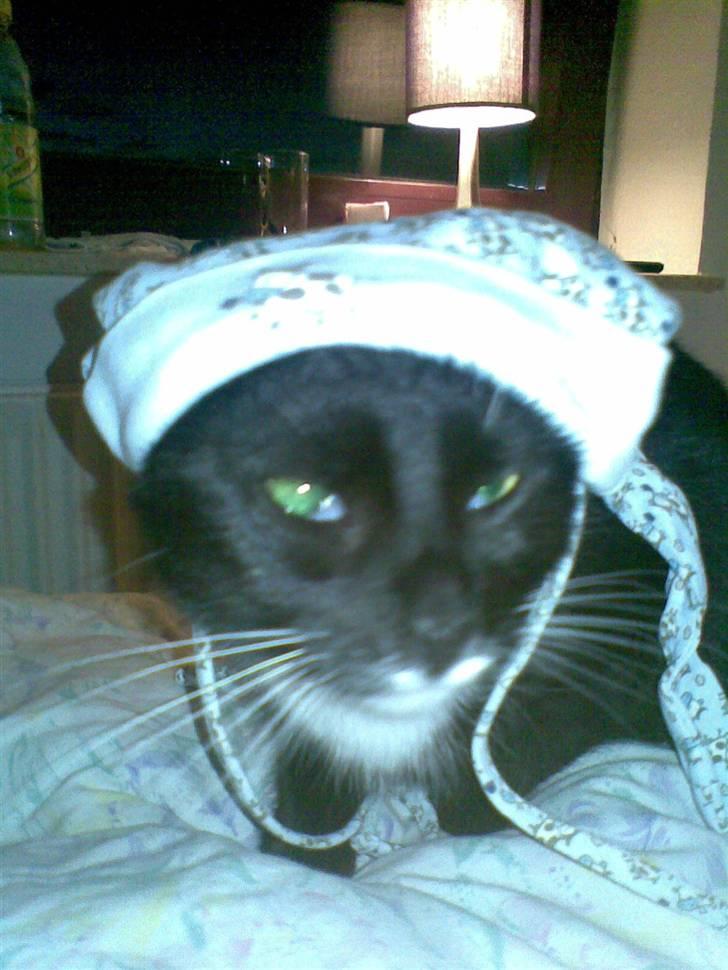 Huskat Gipsy billede 7