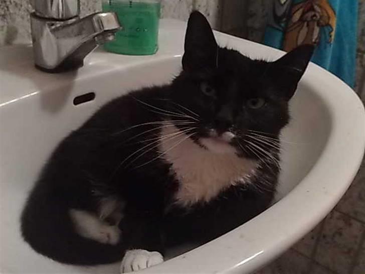 Huskat Gipsy billede 8