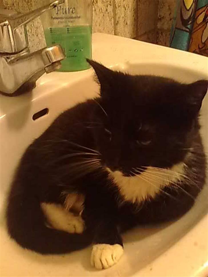 Huskat Gipsy billede 9