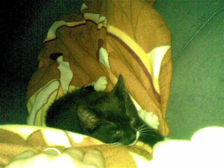 Huskat Laban billede 12