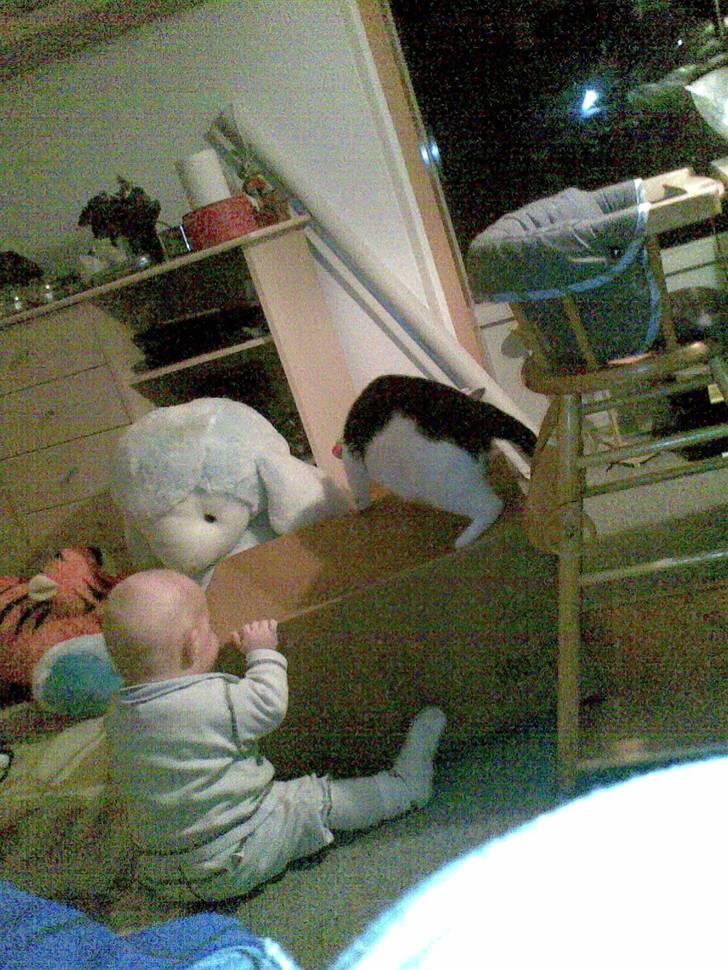 Huskat Mille billede 4