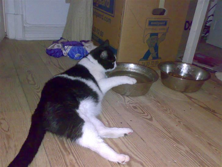 Huskat Buster - Det er MIN vand skål billede 10