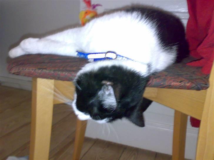 Huskat Buster - Her sover jeg også billede 11