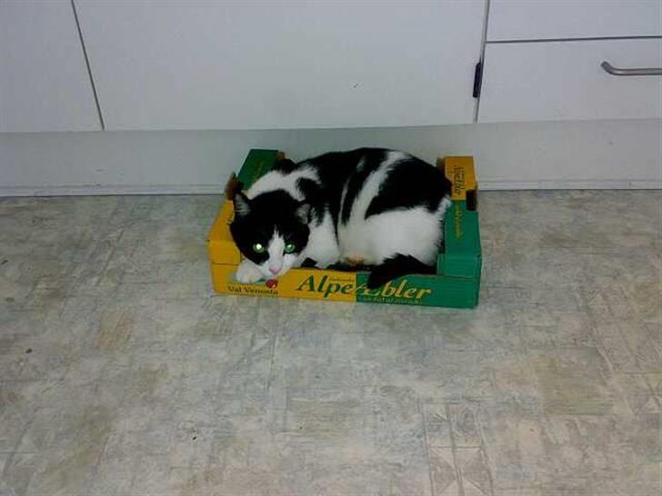 Huskat Buster - Jeg eeeeeeeeelsker papkasser billede 12