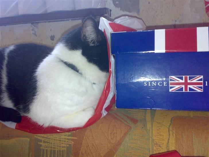 Huskat Buster - tja sådan kan man altså også sove billede 13