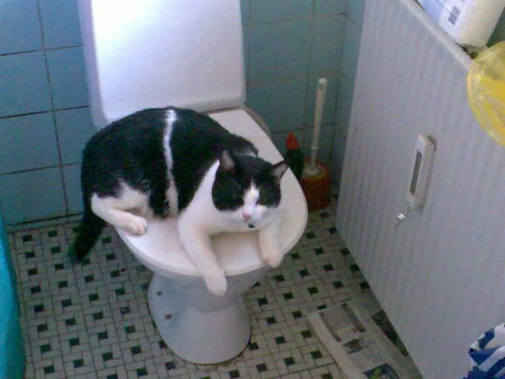 Huskat Buster - Her vogter jeg :P billede 14