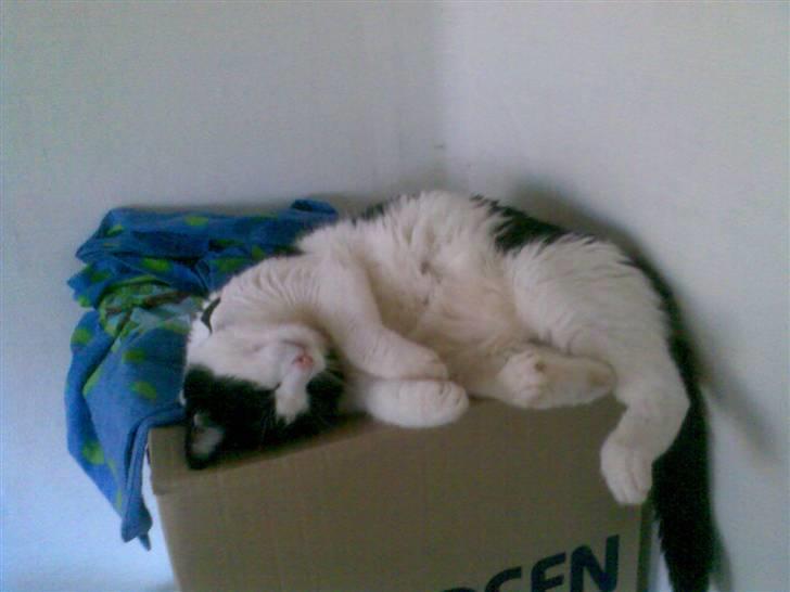 Huskat Buster - Hi hi her var igen en papkasse at sove på billede 15