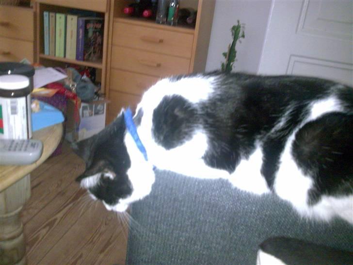 Huskat Buster billede 16