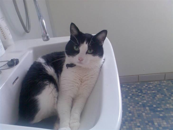 Huskat Buster - Ihhh dejlig kold håndvask når det er varmt, det er det bedste jeg ved især når jeg også må lege med vand... billede 17