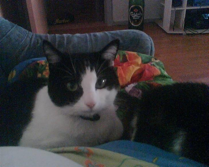 Huskat Buster billede 18